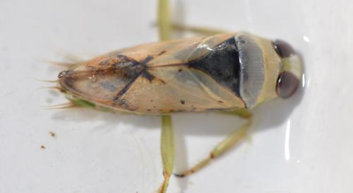 Réf. 356 044 : Notonecta viridis